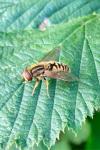 Parhelophilus