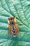 Parhelophilus