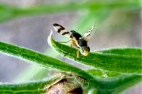 Urophora jaceana