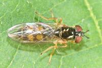 Melanostoma mellinum