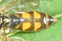 Melanostoma mellinum