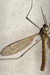 Nephrotoma flavescens