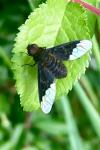 Hemipenthes morio