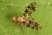 Trypetoptera punctulata