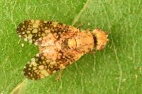 Oxyna flavipennis