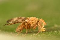 Oxyna flavipennis