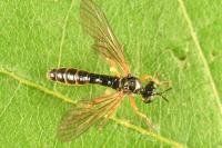 Dioctria