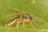 Dioctria