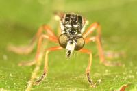 Dioctria