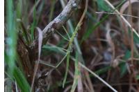 Clonopsis gallica