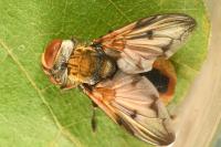 Ectophasia crassipennis