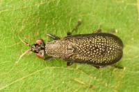 Coremacera marginata