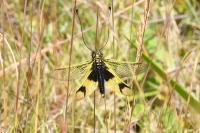 Libelloides longicornis