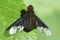 Hemipenthes morio