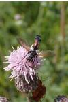 Cylindromyia auriceps