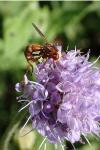 Sicus ferrugineus