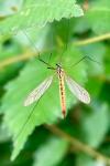 Nephrotoma flavescens