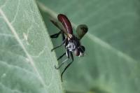 Cylindromyia bicolor