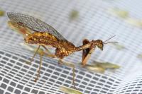 Mantispa styriaca