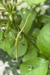 Clonopsis gallica