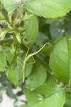 Clonopsis gallica