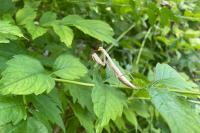 Mantis religiosa