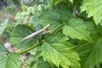Mantis religiosa