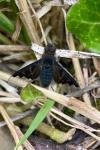 Hemipenthes morio
