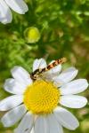 Sphaerophoria scripta