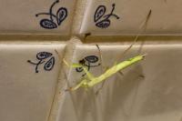 Mantis religiosa