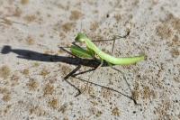 Mantis religiosa