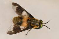Chrysops caecutiens