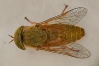 Atylotus loewianus
