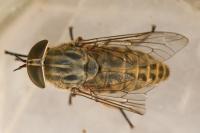 Tabanus bromius