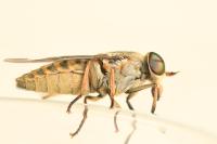 Tabanus bromius