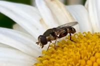 Syritta pipiens