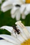 Syritta pipiens