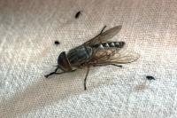 Tabanus