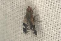 Tephritis neesii