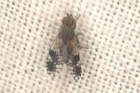 Tephritis neesii