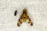Oxyna parietina