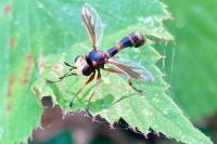 Physocephala vittata