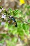 Cylindromyia
