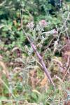 Clonopsis gallica