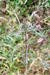 Clonopsis gallica