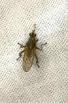 Scathophaga stercoraria