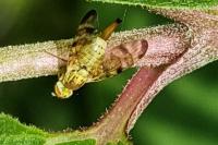 Terellia tussilaginis