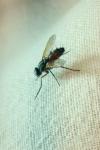 Mintho rufiventris