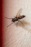 Mintho rufiventris