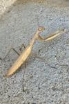 Mantis religiosa